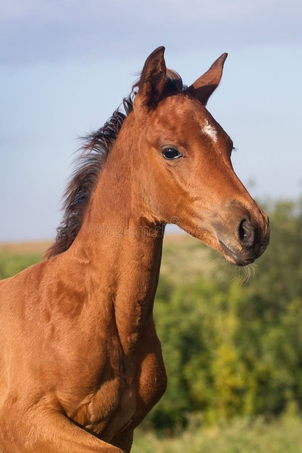 Portrait of funny bay foal on spring green field. Portrait of funny bay foal on spring green field