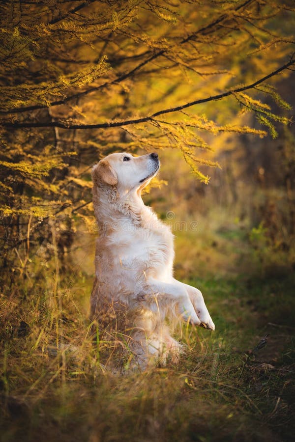 Portret van grappige Golden retrieverhond die op achterste benen zich in openlucht in het de herfstbos bevinden stock fotografie Portret van grappige Golden retrieverhond die op achterste benen zich in openlucht in het de herfstbos bevinden stock fotografie