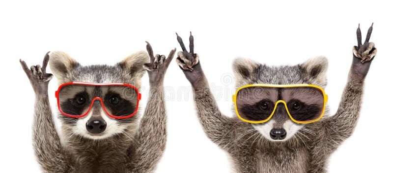 Portret van grappige wasberen in zonnebril die een gebaar tonen