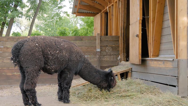 Portret van grappige zwarte alpaca die hooi eten op boerderij - langzaam beweging