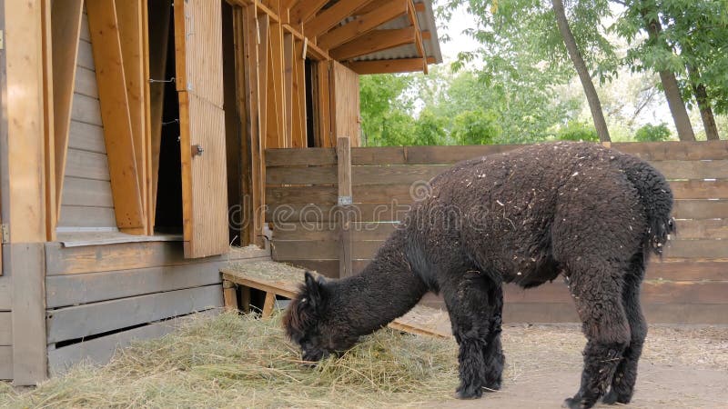 Portret van grappige zwarte alpiaca die hooi eten op boerderij met een langzame beweging