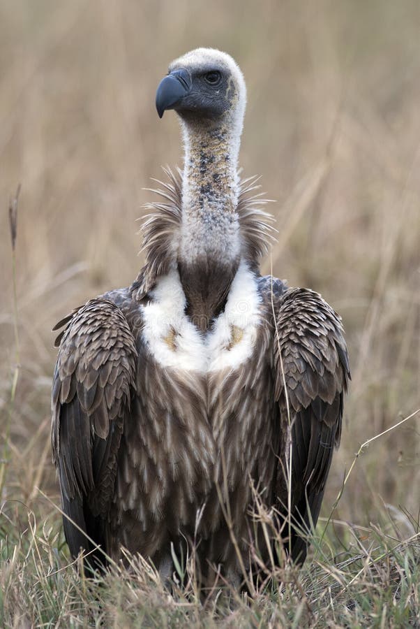 Portret van Gryphon-rueppellii van gierruppella Gyps stock foto Portret van Gryphon-rueppellii van gierruppella Gyps stock foto