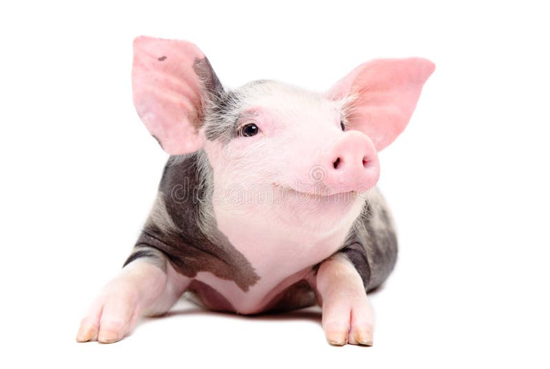 Portret van het grappige kleine varken