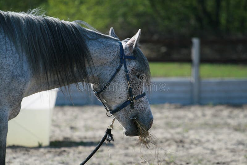 Portret van het hoofd van een Arabisch paard grijs in boekweit bij duurzaamheidscompetities stock fotografie Portret van het hoofd van een Arabisch paard grijs in boekweit bij duurzaamheidscompetities stock fotografie