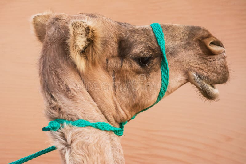 Portret van het hoofd van een dromedaris stock foto's Portret van het hoofd van een dromedaris stock foto's