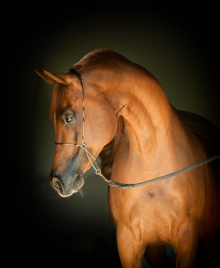Portret van het kastanje het Arabische paard op zwarte achtergrond royalty-vrije stock fotografie Portret van het kastanje het Arabische paard op zwarte achtergrond royalty-vrije stock fotografie