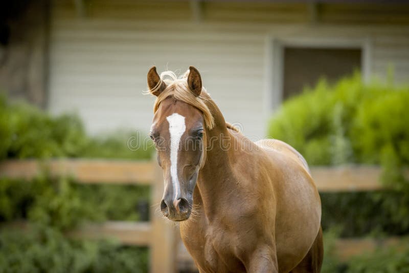 The chestnut arab horse portrait in paddock. The chestnut arab horse portrait in paddock