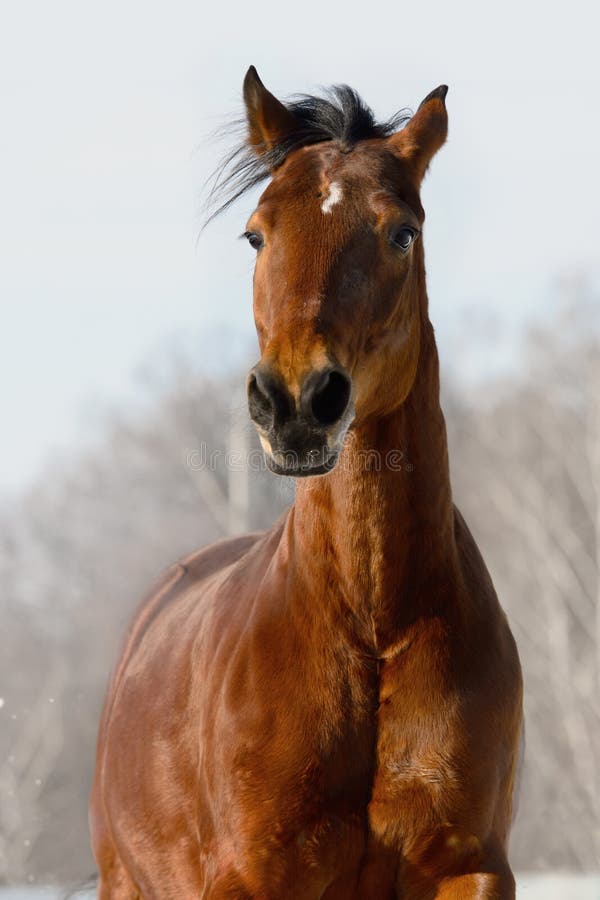 Portret van het rode paard in de winter stock afbeelding Portret van het rode paard in de winter stock afbeelding