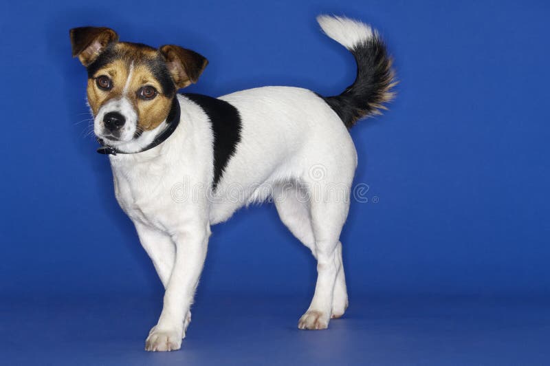 Portret van Jack Russell royalty-vrije stock afbeelding Portret van Jack Russell royalty-vrije stock afbeelding