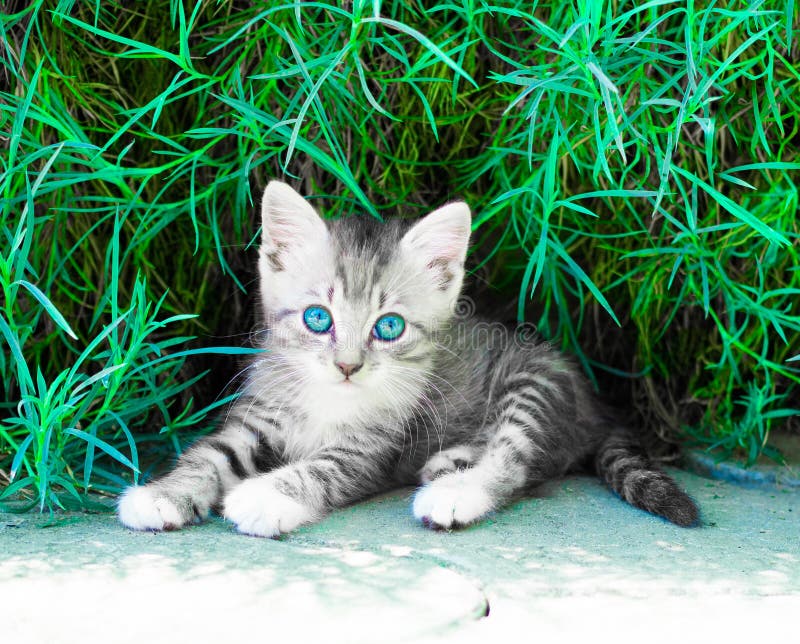 Portret Van Kleine Kitten Met Blauwe Ogen De Kat in De Lentestuin Stock Image of bloemen, blauw: 197637800