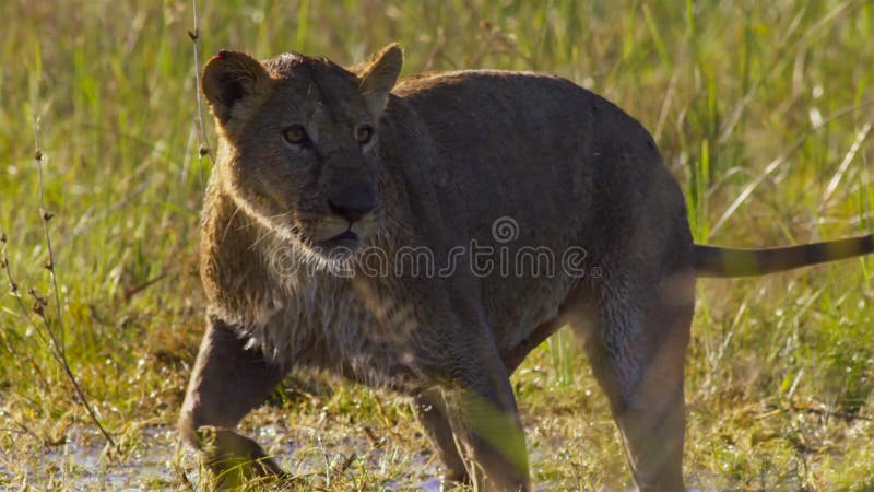 Portret van leeuw in de deltaokavango Weide van Okavango, Botswana, Zuidwestelijk Afrika stock foto's Portret van leeuw in de deltaokavango Weide van Okavango, Botswana, Zuidwestelijk Afrika stock foto's
