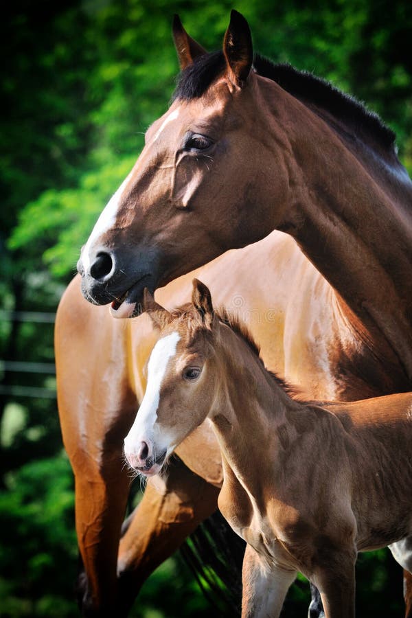 Portrait of chestnut foal with his mother. Portrait of chestnut foal with his mother