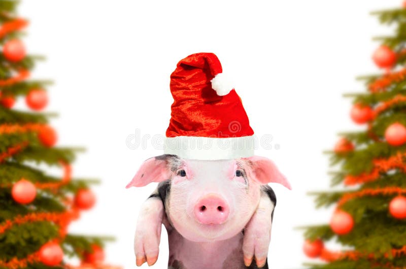 Portret van leuke piggy op de achtergrond van Kerstbomen stock afbeelding Portret van leuke piggy op de achtergrond van Kerstbomen stock afbeelding