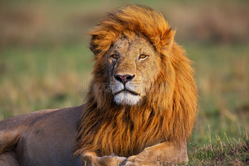 Portret van Lion Romeo II in Masai Mara royalty-vrije stock afbeeldingen Portret van Lion Romeo II in Masai Mara royalty-vrije stock afbeeldingen