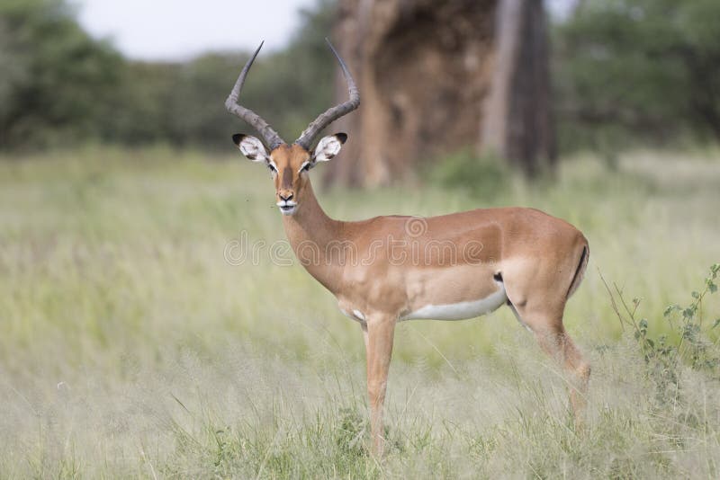 Portret van mannelijke impalaantilope royalty-vrije stock foto Portret van mannelijke impalaantilope royalty-vrije stock foto