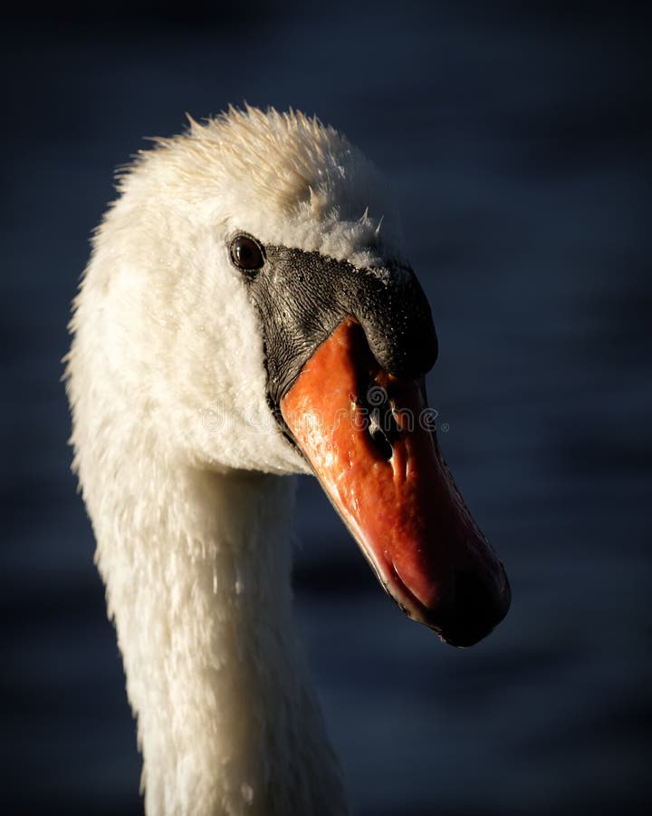 An adult male swans face shown in very high detail in contrasting evening light with dark blue background. His feathers are ruffled from rubbing them dry against his body. An adult male swans face shown in very high detail in contrasting evening light with dark blue background. His feathers are ruffled from rubbing them dry against his body.