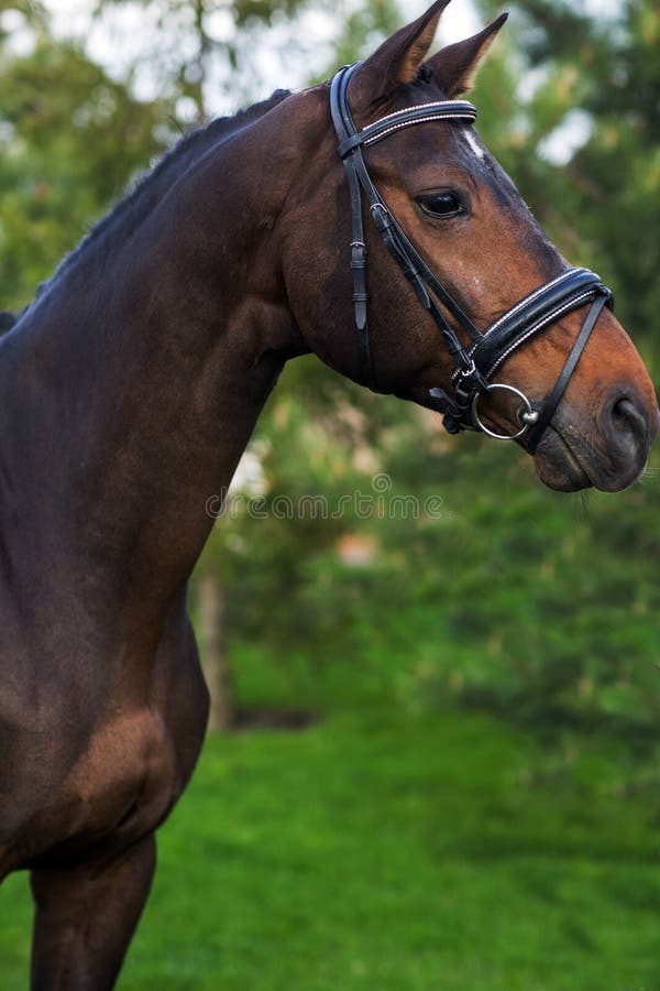 Portret van mooi rood paard in de zomer tegen greens royalty-vrije stock afbeeldingen Portret van mooi rood paard in de zomer tegen greens royalty-vrije stock afbeeldingen