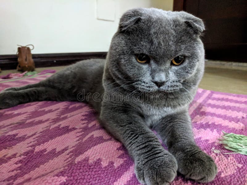 Portret van mooie Britse Scotish-vouwenkat bij de grijze blauwe kat van het huisbinnenland - Beeld royalty-vrije stock foto Portret van mooie Britse Scotish-vouwenkat bij de grijze blauwe kat van het huisbinnenland - Beeld royalty-vrije stock foto