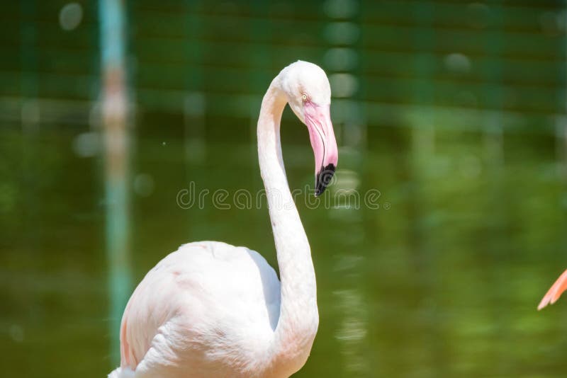 Portret van mooie Grotere flamingo of Phoenicopterus-roseus dichtbij water stock fotografie Portret van mooie Grotere flamingo of Phoenicopterus-roseus dichtbij water stock fotografie