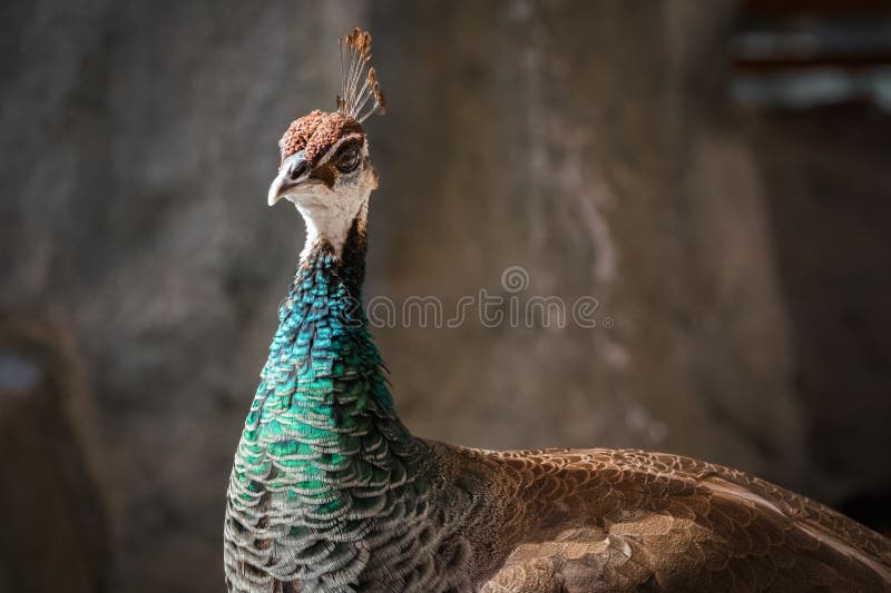 Male Indian Peafowl. Indian peafowl are a species in a group of birds called pheasants. The males are called peacocks, while the females are called peahens. Male Indian Peafowl. Indian peafowl are a species in a group of birds called pheasants. The males are called peacocks, while the females are called peahens