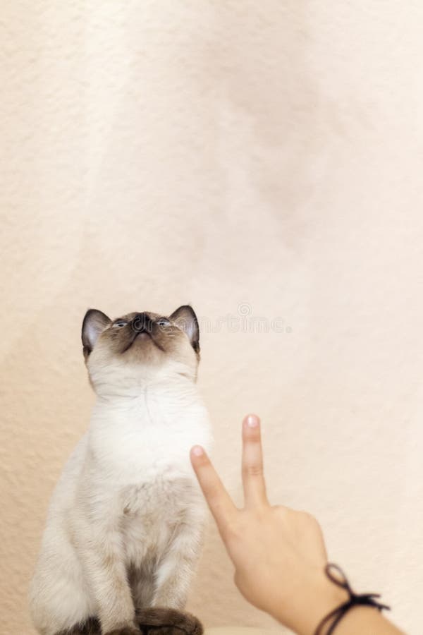 Portret van mooie Siamese kat Cute siamese kittens royalty-vrije stock fotografie Portret van mooie Siamese kat Cute siamese kittens royalty-vrije stock fotografie