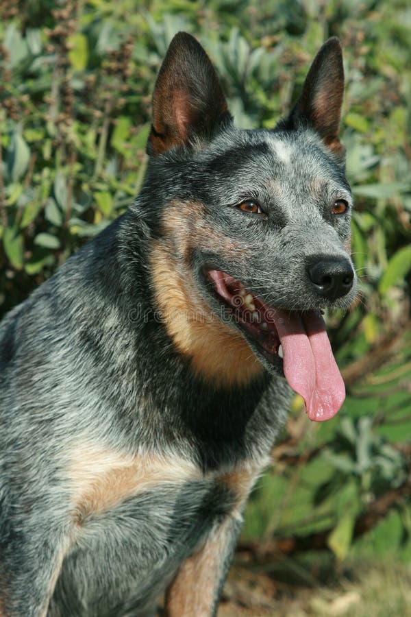 Portret van nice Australian Cattle Dog stock foto Portret van nice Australian Cattle Dog stock foto