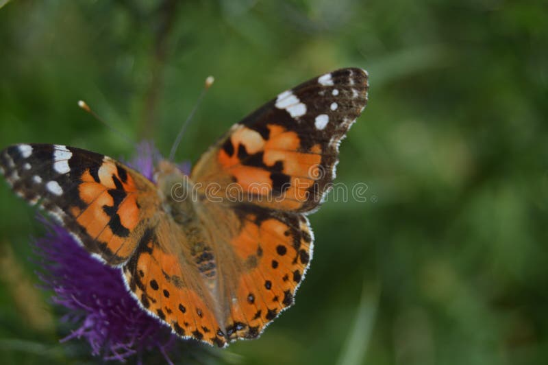 Portret van Oranje en Zwarte Vlinder op een Purpere Bloem in de Bergen van Galicië Omheining Of Valleys Pijnboombossen Weiden en royalty-vrije stock fotografie Portret van Oranje en Zwarte Vlinder op een Purpere Bloem in de Bergen van Galicië Omheining Of Valleys Pijnboombossen Weiden en royalty-vrije stock fotografie