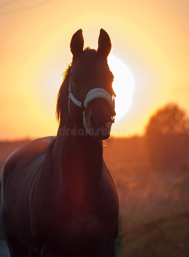 Portret van paard tegen zon Zonsondergang stock foto's Portret van paard tegen zon Zonsondergang stock foto's