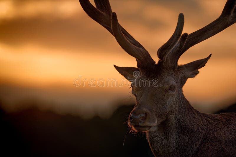 Portret van Rood Hertenmannetje bij Zonsondergang royalty-vrije stock afbeelding Portret van Rood Hertenmannetje bij Zonsondergang royalty-vrije stock afbeelding