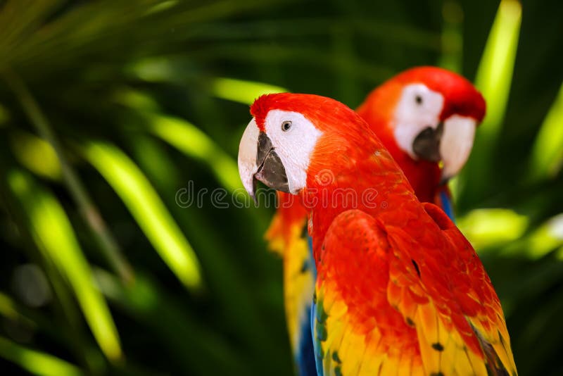 Portret van Scharlaken Arapapegaaien stock afbeelding Portret van Scharlaken Arapapegaaien stock afbeelding