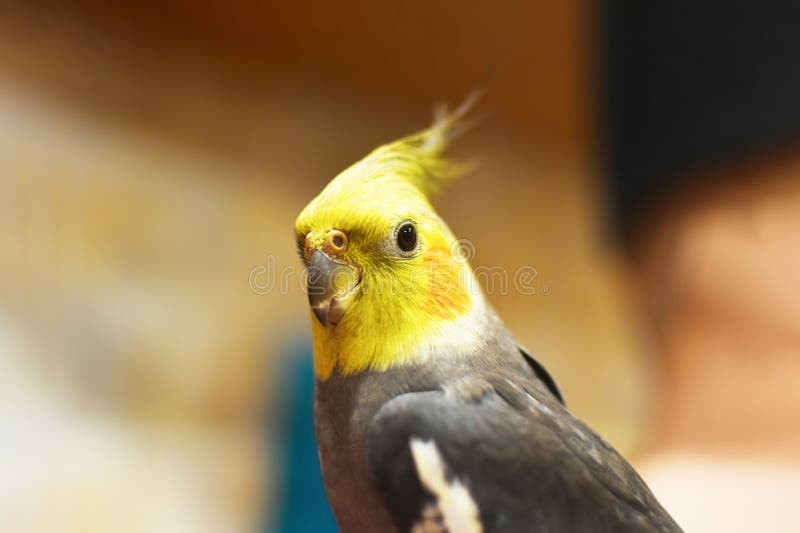 portrait of a cute parrot close-up. Corella is a bird of the cockatoo family, the only species of the genus Nymphicus. The corella parrot sits on the hand of its owner, selective focus. portrait of a cute parrot close-up. Corella is a bird of the cockatoo family, the only species of the genus Nymphicus. The corella parrot sits on the hand of its owner, selective focus