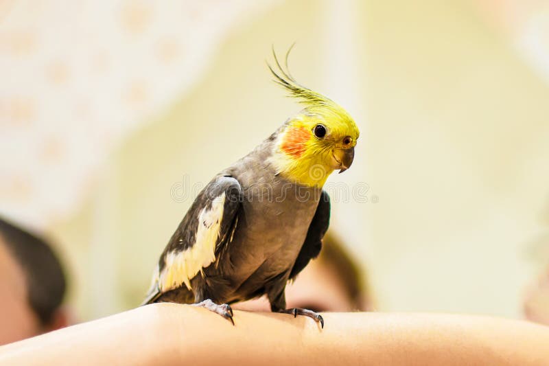 portrait of a cute parrot close-up. Corella is a bird of the cockatoo family, the only species of the genus Nymphicus. The corella parrot sits on the hand of its owner, selective focus. portrait of a cute parrot close-up. Corella is a bird of the cockatoo family, the only species of the genus Nymphicus. The corella parrot sits on the hand of its owner, selective focus