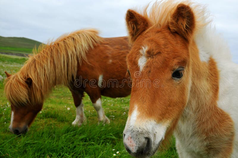 Portret van een Shetlandpony stock fotografie