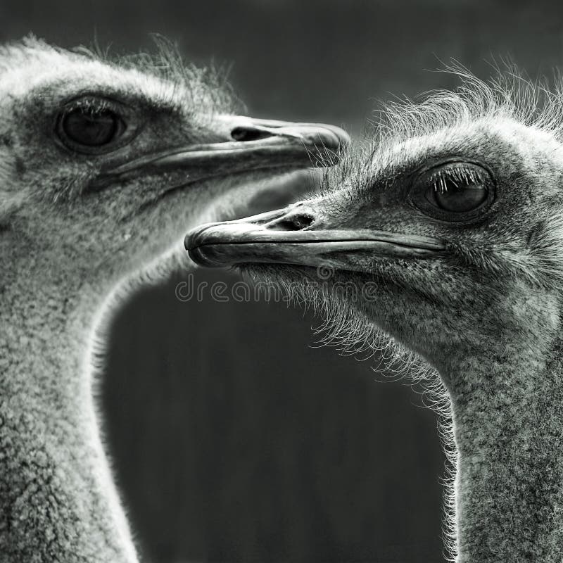 Portret van twee struisvogels