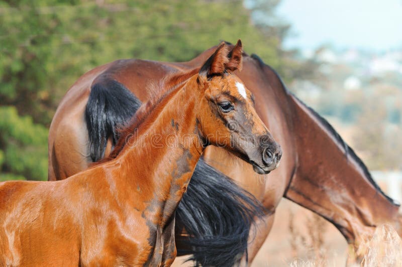 Portrait of foal with his mother in autumn field. Portrait of foal with his mother in autumn field