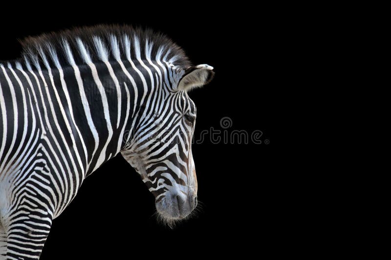 Portret van Zebra royalty-vrije stock fotografie Portret van Zebra royalty-vrije stock fotografie
