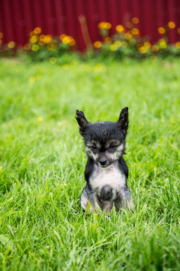 Portret van zwarte Chinese kuif de hondzitting van het kale puppyras in het groene gras op de zomerdag stock afbeeldingen Portret van zwarte Chinese kuif de hondzitting van het kale puppyras in het groene gras op de zomerdag stock afbeeldingen