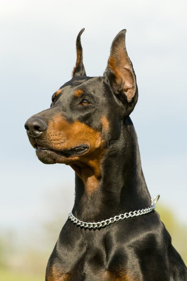 Portret van zwarte dobermann royalty-vrije stock afbeeldingen Portret van zwarte dobermann royalty-vrije stock afbeeldingen
