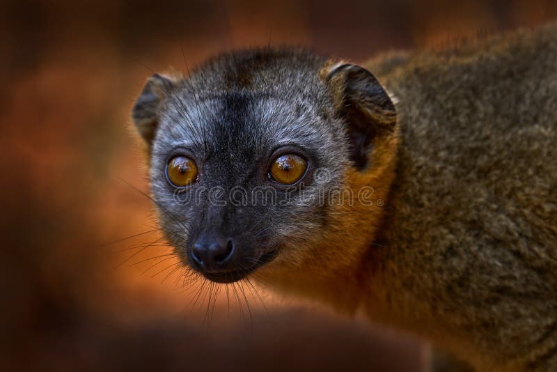 Portret zamykania szczegółów lemur. rufus kirindy forest w madagaskarze. brązowa małpa na