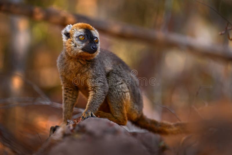 Portret zamykania szczegółów lemur. rufus kirindy forest w madagaskarze. brązowa małpa na