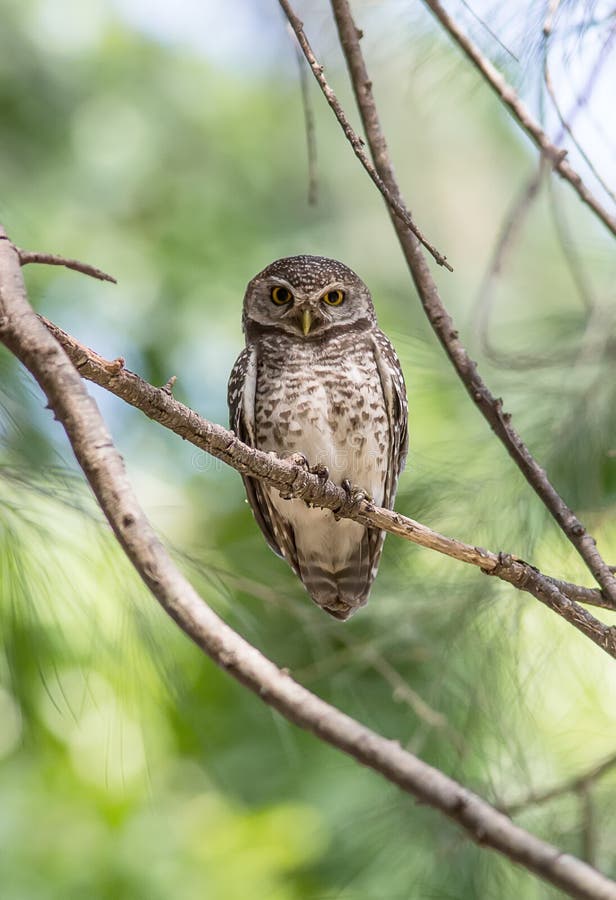 Portrait of Spotted owlet( Athene brama) stair at us in nature. Portrait of Spotted owlet( Athene brama) stair at us in nature