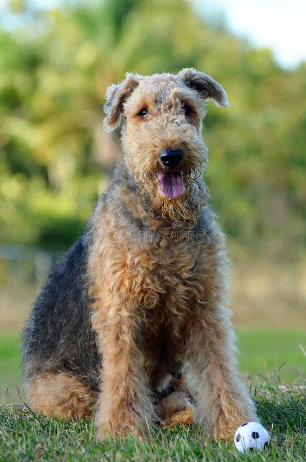 Portreta Airedale Terrier przedstawienia pedigreed pies obrazy royalty free Portreta Airedale Terrier przedstawienia pedigreed pies obrazy royalty free