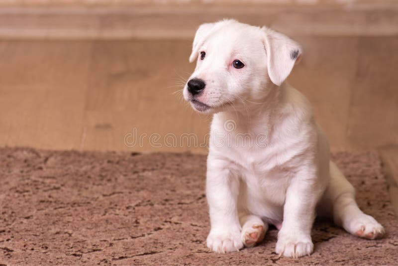 Portreta biały szczeniak Jack Russell Terrier, siedzi w przodzie, brązu tło fotografia stock Portreta biały szczeniak Jack Russell Terrier, siedzi w przodzie, brązu tło fotografia stock