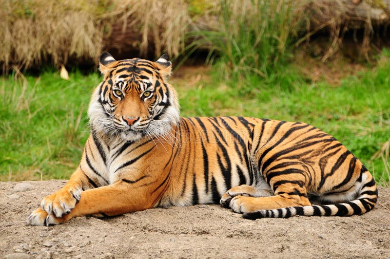 Portreta horyzontalny tygrys