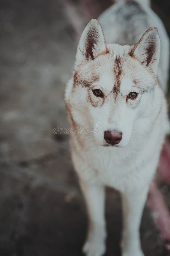 Portreta husky na zielonym tle. Purebred Syberyjskiego husky pies bez smycza outdoors w naturze na słonecznym dniu