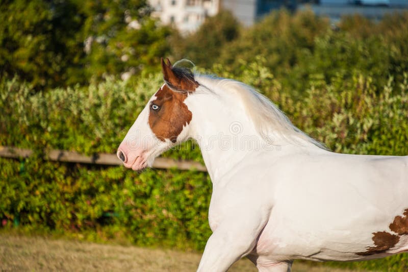 Portreta Młodego pięknego bębenu drumhorse koński ogier biały i czerwony pomarańczowy niezwykły niebieskie oko bawić się wolno zdjęcia stock Portreta Młodego pięknego bębenu drumhorse koński ogier biały i czerwony pomarańczowy niezwykły niebieskie oko bawić się wolno zdjęcia stock