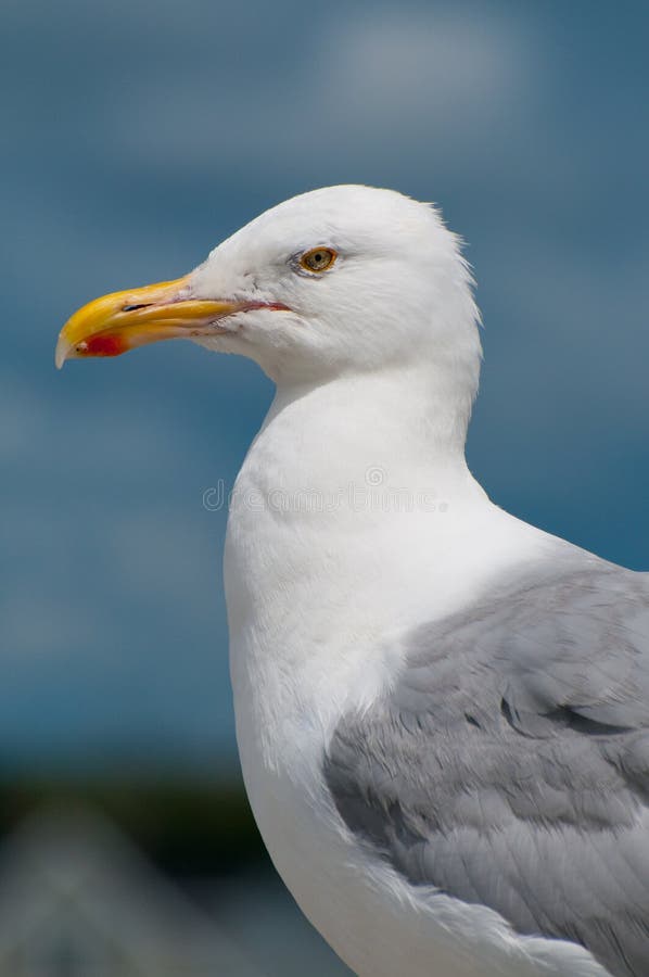 Portreta seagull obraz stock