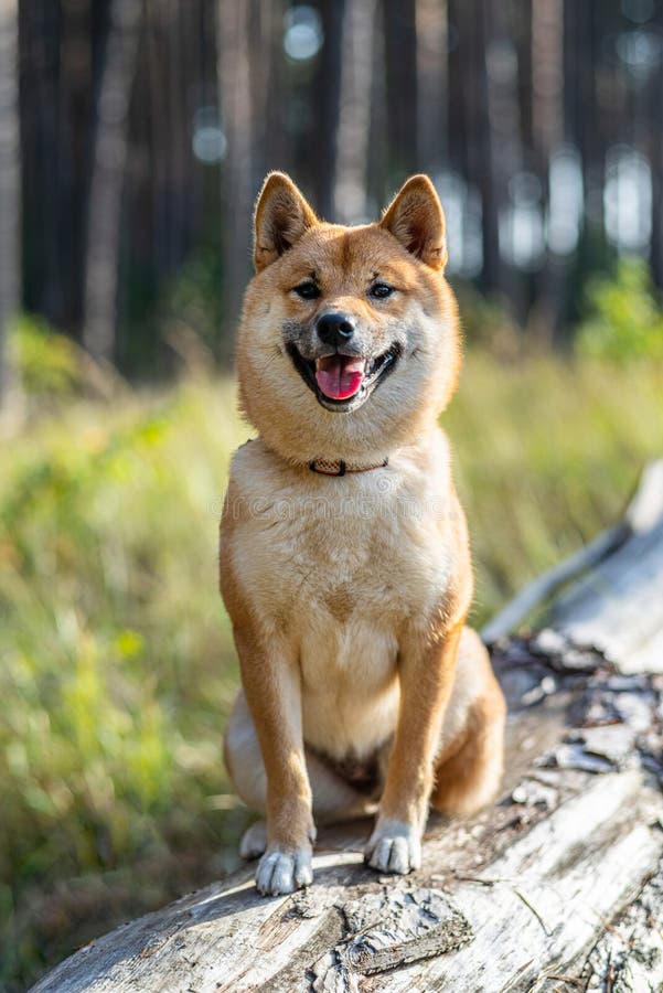 Portretul câinelui shiba inu zâmbitor care stă pe copacul căzut în pădure. fond neclar al naturii stock images