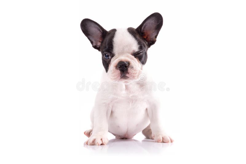 Portretul cățelușului buldog francez stock image