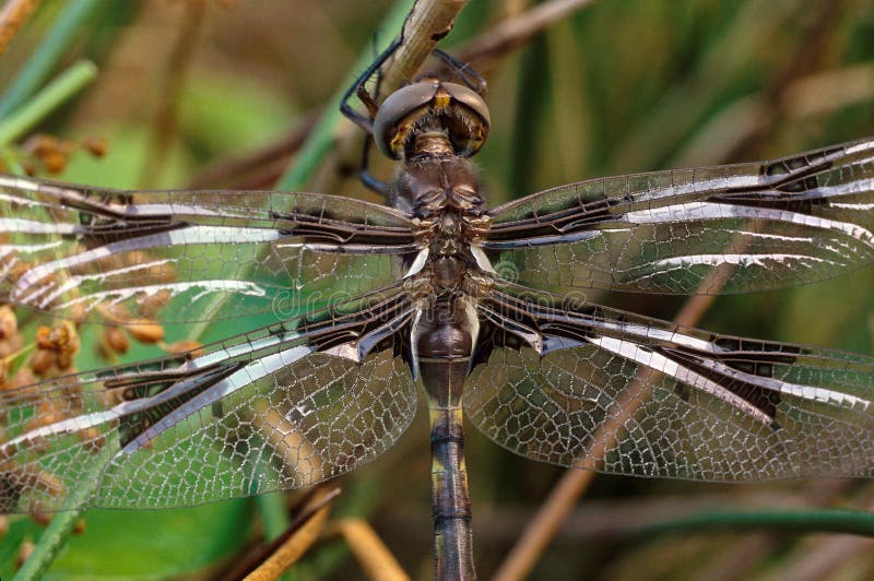Portretul dragonfly maro royalty free stock photos
